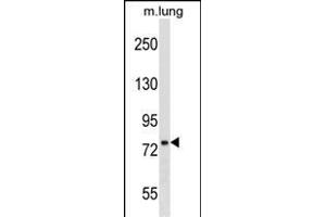 DNAJC10 Antibody (N-term) (ABIN1539465 and ABIN2850132) western blot analysis in mouse lung tissue lysates (35 μg/lane).