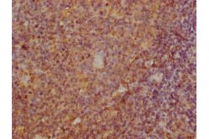 IHC image of ABIN7172255 diluted at 1:100 and staining in paraffin-embedded human tonsil tissue performed on a Leica BondTM system. (BCMA 抗体  (AA 1-54))