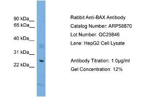 WB Suggested Anti-BAX  Antibody Titration: 0. (BAX 抗体  (N-Term))