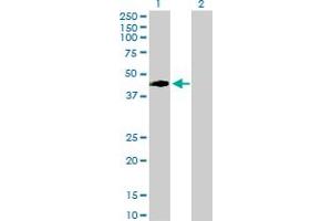 Western Blot analysis of VRK1 expression in transfected 293T cell line by VRK1 MaxPab polyclonal antibody. (VRK1 抗体  (AA 1-396))