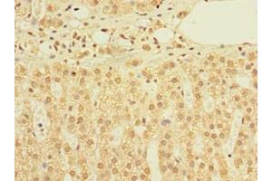 Immunohistochemistry of paraffin-embedded human adrenal gland tissue using ABIN7159912 at dilution of 1:100 (TIMM9 抗体  (AA 2-89))