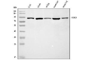 Western blot analysis of GRK3 using anti-GRK3 antibody (ABIN7602108).