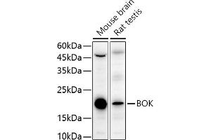 Western blot analysis of extracts of various cell lines, using BOK antibody (ABIN7265866) at 1:1000 dilution. (BOK 抗体  (AA 1-100))