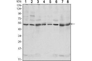 Western blot analysis using CSK mouse mAb against NIH/3T3 (1),Hela (2),COS7 (3), Jurkat (4), Raw246. (CSK 抗体)