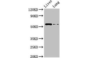 Western Blot Positive WB detected in: Rat liver tissue, Rat lung tissue All lanes: CCZ1 antibody at 2. (CCZ1 抗体  (AA 201-482))