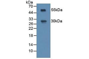 Figure. (RSPO1 抗体  (AA 21-135))