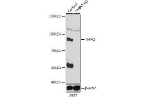 Western blot analysis of extracts from normal (control) and TMPO knockout (KO) 293T cells using TMPO Polyclonal Antibody at dilution of 1:1000. (Thymopoietin 抗体)