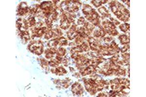 IHC testing of FFPE human pancreas with MAML2 antibody (clone MMLP2-1). (MAML2 抗体)