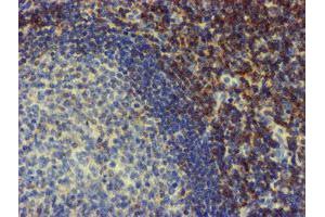 Image no. 2 for anti-N-Myristoyltransferase 2 (NMT2) antibody (ABIN1499784) (NMT2 抗体)
