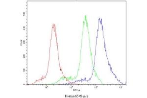 Flow cytometry testing of human A549 cells with POR antibody at 1ug/10^6 cells (blocked with goat sera) (POR 抗体)
