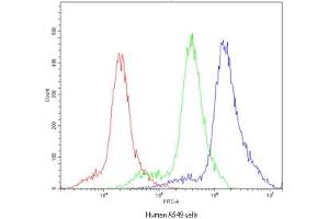 Flow cytometry testing of human A549 cells with POR antibody at 1ug/10^6 cells (blocked with goat sera) (POR 抗体)