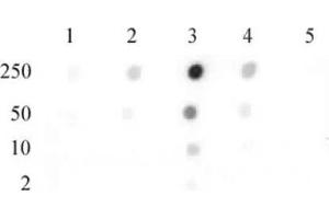 Histone H2B dimethyl Lys46 pAb tested by dot blot analysis. (Histone H2B 抗体  (2meLys46))