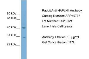 WB Suggested Anti-HAPLN4  Antibody Titration: 0. (HAPLN4 抗体  (C-Term))