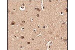 Immunohistochemistry of Slitrk4 in human brain tissue with this product at 2. (SLITRK4 抗体  (N-Term))