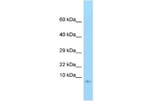 WB Suggested Anti-GNG3 Antibody Titration: 1. (GNG3 抗体  (Middle Region))