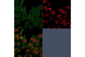 Immunofluorescence Analysis of PFA-fixed HeLa cells labeling IDH1. (IDH1 抗体  (AA 281-414))