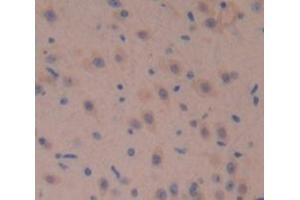 IHC-P analysis of Mouse Tissue, with DAB staining. (Fascin 2 抗体  (AA 8-278))