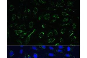 Immunofluorescence (IF) image for anti-Isocitrate Dehydrogenase 3 (NAD+) alpha (IDH3A) antibody (ABIN7258018)