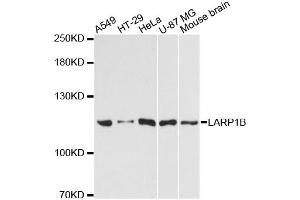 Western blot analysis of extracts of various cell lines, using LARP1B antibody. (LARP1B 抗体)