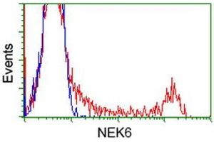 Flow Cytometry (FACS) image for anti-NIMA (Never in Mitosis Gene A)-Related Kinase 6 (NEK6) antibody (ABIN1499684) (NEK6 抗体)