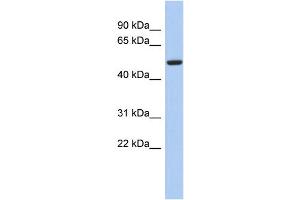 WB Suggested Anti-FBXO3 Antibody Titration:  0. (F-Box Protein 3 抗体  (N-Term))