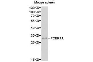 Western Blotting (WB) image for anti-Fc Fragment of IgE Receptor Ia (FCER1A) antibody (ABIN1872668) (Fc epsilon RI/FCER1A 抗体)