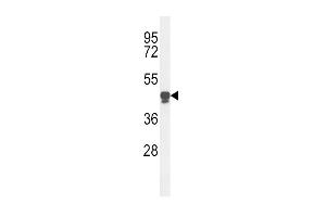Western blot analysis of PLA2G7 Antibody (Center) (ABIN653776 and ABIN2843066) in HL-60 cell line lysates (35 μg/lane). (PLA2G7 抗体  (AA 200-228))