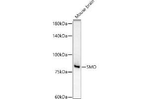 Western blot analysis of extracts of Mouse brain, using SMO antibody (ABIN6130715, ABIN6148140, ABIN6148141 and ABIN6220185) at 1:500 dilution. (SMO 抗体  (AA 554-787))