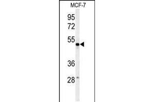 Western blot analysis of PSG7 Antibody in MCF-7 cell line lysates (35ug/lane) (PSG7 抗体  (C-Term))