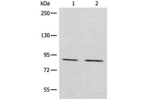 Western blot analysis of Raji and A431 cell lysates using MARK2 Polyclonal Antibody at dilution of 1:800