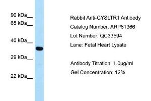 Western Blotting (WB) image for anti-Cysteinyl Leukotriene Receptor 1 (CYSLTR1) (C-Term) antibody (ABIN970495) (CysLTR1 抗体  (C-Term))