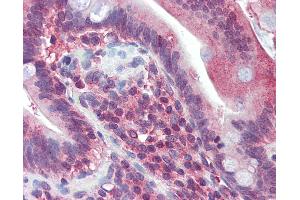Anti-JAZF1 antibody IHC of human small intestine. (JAZF1 抗体  (C-Term))