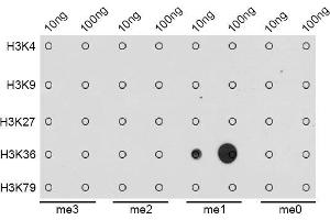 Dot-blot analysis of all sorts of methylation peptides using MonoMethyl-Histone H3-K36 antibody. (Histone 3 抗体  (H3K36me))