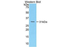 Western Blotting (WB) image for anti-Mucosal Vascular Addressin Cell Adhesion Molecule 1 (MADCAM1) (AA 29-297) antibody (ABIN1859736) (MADCAM1 抗体  (AA 29-297))