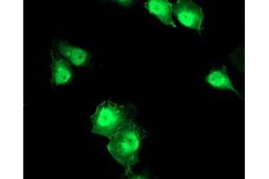 Anti-ERCC1 mouse monoclonal antibody (ABIN2455609) immunofluorescent staining of COS7 cells transiently transfected by pCMV6-ENTRY ERCC1 (RC200478). (ERCC1 抗体)