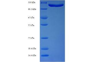 DNAJC10 Protein (AA 1-656, full length) (His-SUMO Tag)