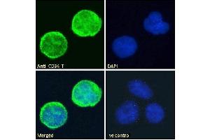ABIN1049505 Immunofluorescence analysis of paraformaldehyde fixed Jurkat cells, permeabilized with 0. (CD34 抗体  (C-Term))