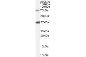 Image no. 1 for anti-Neural Precursor Cell Expressed, Developmentally Down-Regulated 1 (NEDD1) (Internal Region) antibody (ABIN375217) (NEDD1 抗体  (Internal Region))