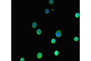 Immunofluorescent analysis of MCF-7 cells using ABIN7143597 at dilution of 1:100 and Alexa Fluor 488-congugated AffiniPure Goat Anti-Rabbit IgG(H+L) (ASIP 抗体  (AA 23-112))