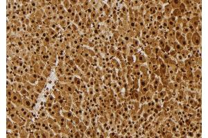 ABIN6277676 at 1/100 staining Mouse liver tissue by IHC-P. (FLI1 抗体  (Internal Region))