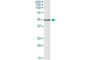 Immunoprecipitation of CYTH2 transfected lysate using anti-CYTH2 MaxPab rabbit polyclonal antibody and Protein A Magnetic Bead , and immunoblotted with CYTH2 MaxPab mouse polyclonal antibody (B01) . (Cytohesin 2 抗体  (AA 1-400))