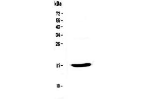 Western blot analysis of Epigen using anti-Epigen antibody . (Epigen 抗体  (AA 19-109))