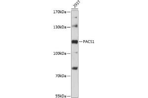 Western blot analysis of extracts of 293T cells, using P antibody (ABIN6133111, ABIN6145155, ABIN6145156 and ABIN6216380) at 1:3000 dilution. (PACS1 抗体  (AA 420-560))