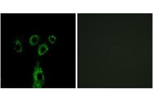 Immunofluorescence (IF) image for anti-G Protein-Coupled Receptor Associated Sorting Protein 1 (GPRASP1) (AA 741-790) antibody (ABIN2890348) (GPRASP1 抗体  (AA 741-790))
