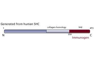 Image no. 3 for anti-SHC (Src Homology 2 Domain Containing) Transforming Protein 1 (SHC1) (AA 359-473) antibody (ABIN968229)