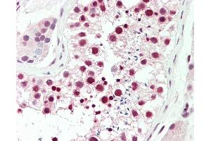 Anti-DDX39 / BAT1 antibody IHC staining of human testis. (DDX39 抗体  (AA 229-427))