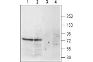 Western blot analysis of rat (lanes 1 and 3) and mouse (lanes 2 and 4) brain membranes:1,2.