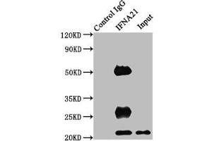 Immunoprecipitating IFNA21 in HEK293 whole cell lysate Lane 1: Rabbit control IgG instead of ABIN7156565 in HEK293 whole cell lysate. (IFNA21 抗体  (AA 24-189))