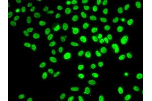 Immunofluorescence analysis of U2OS cells using POLD3 antibody (ABIN5974362). (POLD3 抗体)
