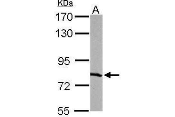 RPA1 抗体  (C-Term)